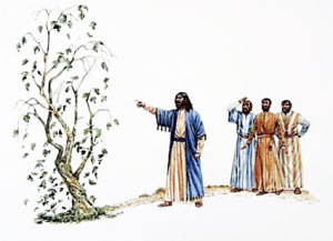 jesus curses fig tree
